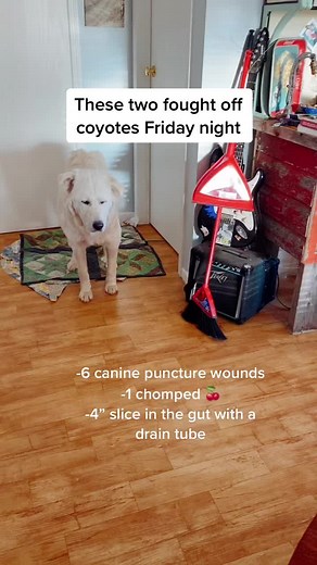 Great Pyrenees vs Coyote: Farm Guardian Dog Heroes