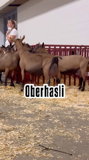 9.1K views · 70 reactions | Conoce a las Oberhasli, una raza de cabra...