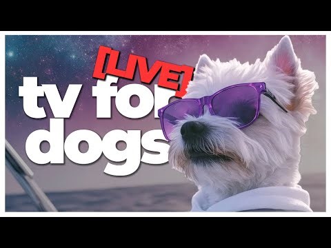🔴 Dog TV Live: Scenic Beach Walk for Dogs 🐾 | Real-Time Outdoor Relaxation
