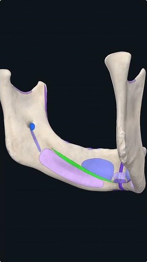 Mylohyoid Line of the Mandible #Shorts #Anatomy #mbbs #education