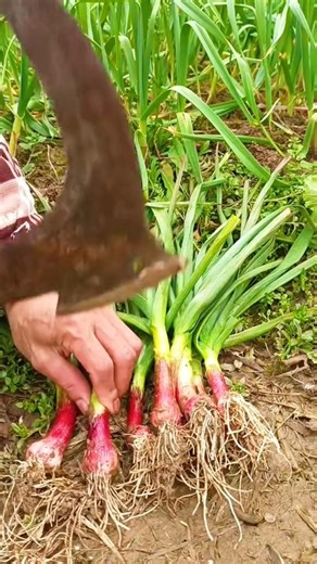 Planting spring garlic Tutorial #farming #shorts