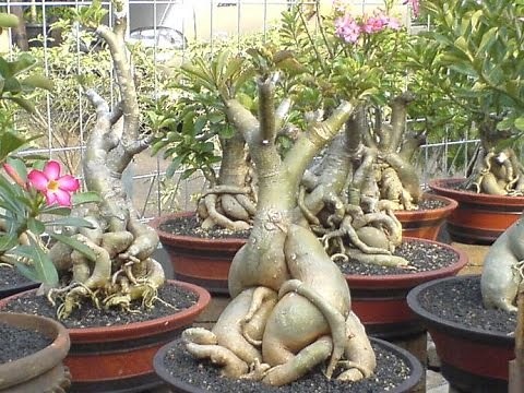 How to Grow Bonsai Adenium
