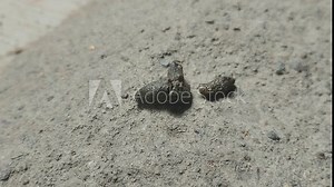rat droppings. rat droppings can cause various diseases Stock Video
