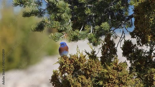 Male Western Bluebird in a juniper tree under a pinyon pine in Bluewater Lake State Park in northwestern New Mexico