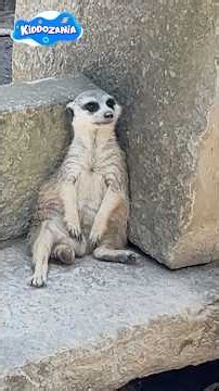 Cute Meerkats with Hunter | Amazing Animals for Kids