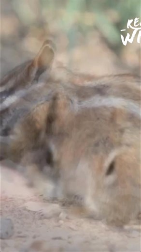 6.2K views · 99 reactions | Discover the incredible survival skills of chipmunks and elk in the tough alpine environment. See how chipmunks cleverly use pouches for winter food storage and how elk embark on amazing seasonal migrations. #Chipmunks #Elk #AlpineSurvival #Wildlife #Nature #AnimalAdaptation From: Expeditions with Patrick McMillan Series 03 Episode 06 | Real Wild | Facebook