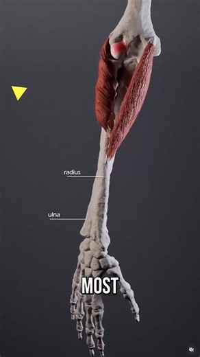 Here are 3 key “trigger points” to help fix elbow, wrist, and even shoulder pain that you’ve never tried before 💪🏼 | Conor Harris