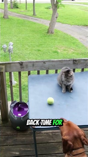 Cat Loads Ball Launcher — Dog Fetches! Ultimate Pet Teamwork 😺🎾🐶💥