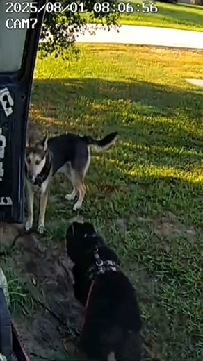 awoooo for grandma #vanlife #wolfdog #awoo