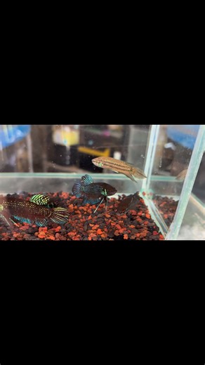 รอดูรุ่นลูกครับ 555 Betta mahachaiensis มหาชัยบ้านเรา ใครมีปลามหาชัยสวยๆ โชว์?หน่อยครับบบ Wild Betta all species ศูนย์รวมปลากัดป่าสาย ฟ้า | Manoon Sinkhongpong