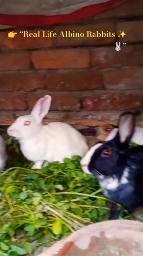 Albino Rabbits Eating Fresh Grass 🐰✨ | Relaxing Nature Short #shahzadipets