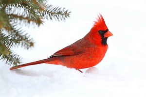 20 Birds That Spend Their Winters in Massachusetts