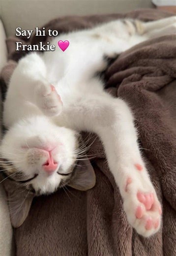 Meet Frankie the Adorable Kitten