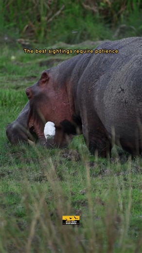 Safari Reality Hits Different 🐘 | Experience Tanzania with Bestday Safaris
