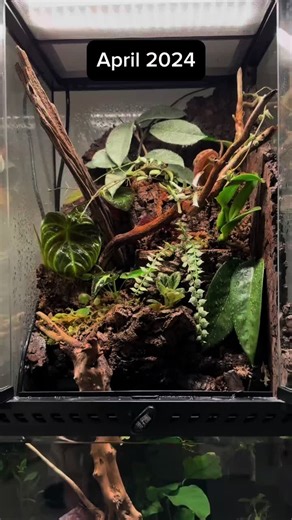Starry Night Reed Frog Enclosure Transformation