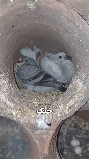 برج‌هایی که با فضله‌ی کبوتر تمدن ساختن! 🕊️🏛️