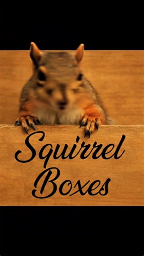 Exploring Squirrel Habitats and Behavior