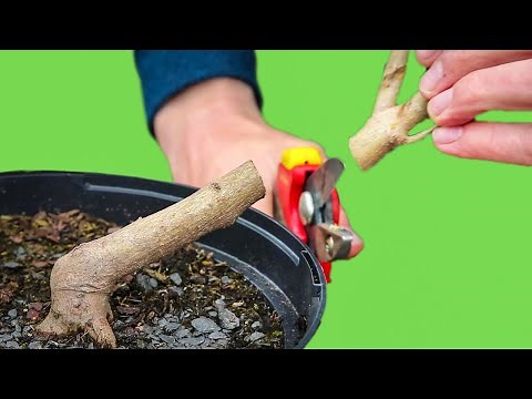 How to create taper - Bonsai tutorial for beginners