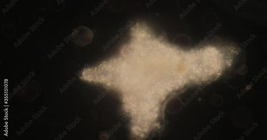 Amoebae move and feed by using pseudopods, which are bulges of cytoplasm formed by the coordinated action of actin microfilaments pushing out the plasma membrane that surrounds the cell.