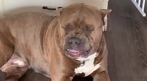 2.7M views · 10K reactions | I was actually really mad is the thing I wanted that beef SOOOO bad you know when you been thinking about that one thing all day can’t wait too eat it!! Ya it was that type thing  but it’s really not possible to Be mad at this face 殺 I hate it 殺殺 | DarkDynastyK9s | Facebook