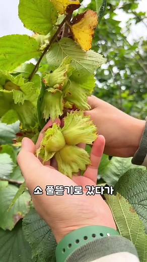 개암나무와 우술: 한국의 전통 건강식