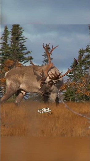 AWESOME Canadian Caribou Herd! #canada #caribou #wildlife #nature