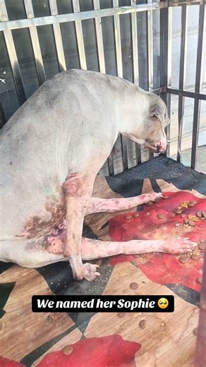 Sophie: A Journey with a Rescued Special Needs Dog