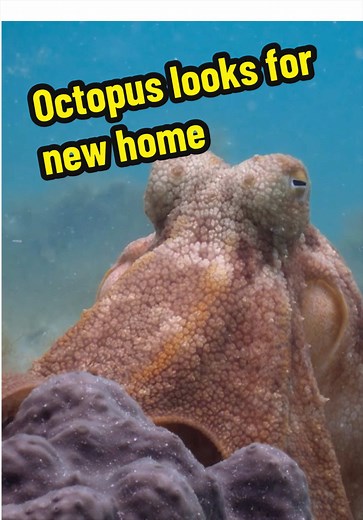 Octopus Real Estate: Uncovering Prime Ocean Living
