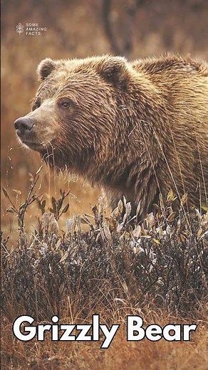 The 11 Scariest Animals on Earth