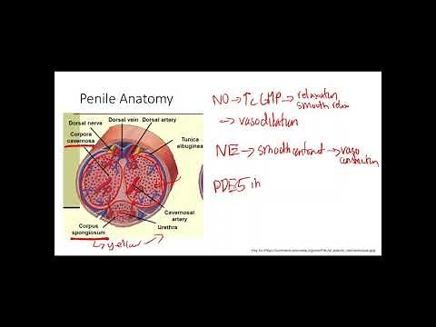Penile anatomy and physiology | Reproductive system | Step 1 Simplified