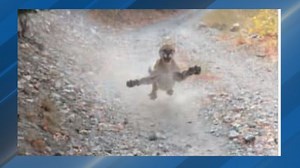 Cougar stalks, charges hiker in Slate Canyon in Utah County