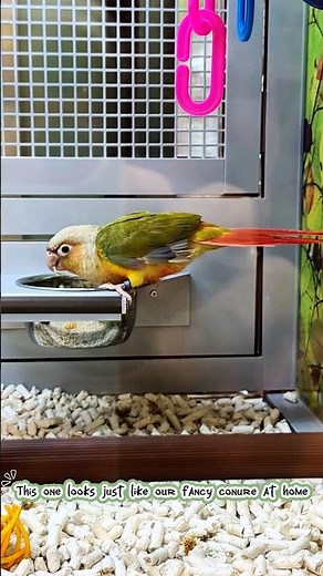 The Cutest Animals at PetSmart! 🐹🐦 (Hamsters & Guinea Pigs)