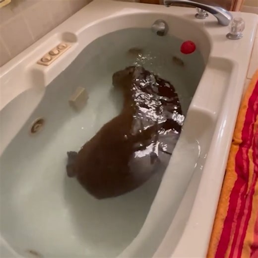 165K views · 1.2K reactions | New life goal -- capybara spa day 淪‍♀️ | The Pet Collective | Facebook