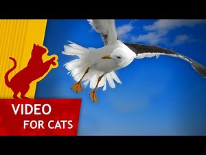 Movie for Cats - Seagulls on the Roof (Video for Cats to watch)
