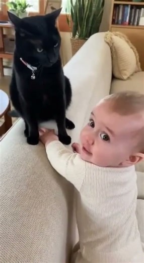 Baby Learns Not to Mess with the Cat 😳😂 | Funniest Reaction Ever!