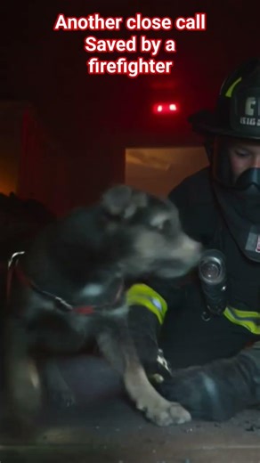 firefighter saves a dog from a fire building collapse