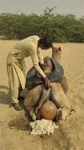Why did the camel owner use this strange method to cool it down?