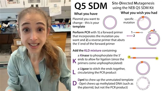Brianna Bibel on Instagram: "Q5 SDM: Site-Directed Mutagenesis using the NEB Q5 SDM Kit https://youtu.be/tqONxVkMHIs 1. Perform PCR with 1) a forward primer that incorporates the mutation you want and 2) a reverse primer that abuts the 5' end of the forward primer 2. Add the KLD mixture containing: 1. K: a Kinase to phosphorylate the 5' ends to allow for ligation (since the primers come unphosphorylated) 2. L: A Ligase to stitch the ends together, circularizing the PCR product 3. D: Donl to chew