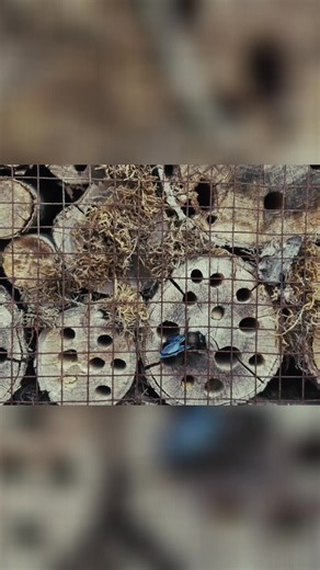 If just one species could save the planet, how would we protect it? We can start by creating pollinator havens, building insect hotels, and participating in local cleanups. Supporting wildlife sanctuaries also makes a difference. These actions rebuild the web of life. #Biodiversity #Wildlife #Pollinators #Conservation #Sustainability #Environment | Acorus Restoration