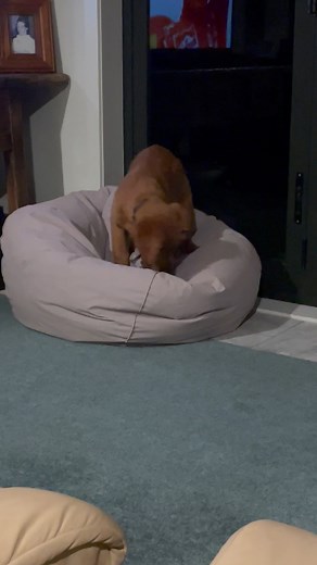 Why do pups dig in their beds? Usually it’s one of two reasons. In the wild, dogs normally dig themselves a sleeping site in the soil so it can be related to this ancestral behaviour. It manifests in some dogs more than others! Usually it’s nothing to worry about, however if your pup starts doing this on your couch, nice carpet or anywhere else that the digging might cause damage, you’ll want to nip the behaviour in the bud. Do this by giving a firm “Leave It” command, then click and rewarding y