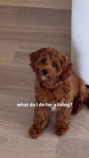 Lilo The Cockapoo on Instagram: "working it 24/7 🐾 #puppylife #cockapoo #cockapoopuppy #puppydays #cockapooworld #puppymoments #cockapoolove #cockapooclub #cockapoopuppies #puppythings"