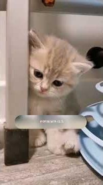 5 Signs Your Cat is Truly Sad 🥺 #growwithcats #sadcat #5signs