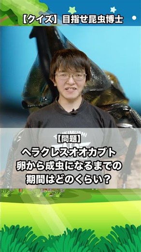 ヘラクレスオオカブト卵から成虫になるまでの期間はどのくらい？｜【クイズ】目指せ昆虫博士！#カブトムシ #クワガタ #クワカブ #昆虫 #飼育方法 #初心者