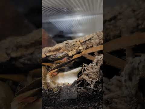Isopod Timelapse! A. gestroi and Fish Flakes