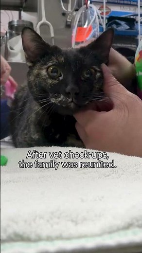 Tasha and kittens