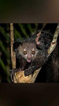 5 Weird Creatures That ONLY Hunt in Total Darkness! #Animals #Wildlife