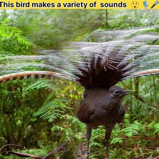 this bird makes a variety of sounds 😲 #shorts #factsvideo #fact #viralfact #animalfacts