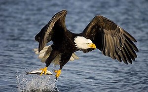 Was fressen Adler? und wie bekommen sie ihr Essen? ▷➡️ Postposmo