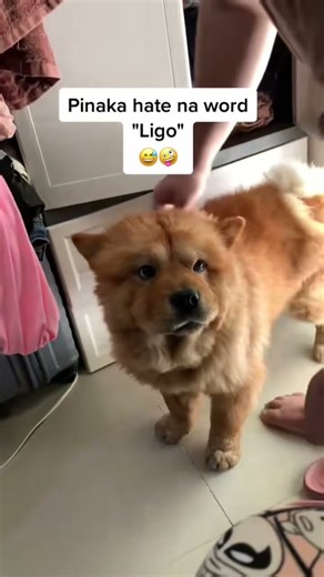 Hates the word ligo (bath) lol. Still a good boy #fyp #chowchow