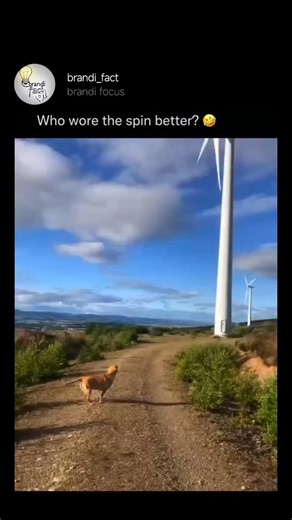 brandi focus on Instagram: "A windmill is a machine that converts the energy of the wind into useful work. It has large blades that rotate when the wind blows. This movement is used to produce electricity or to pump water. Windmills are one of the oldest sources of renewable energy and are now seen in many parts of the world. They do not cause pollution and help reduce the use of fossil fuels. Windmills are an excellent example of how nature can power our daily lives. Via @collab"